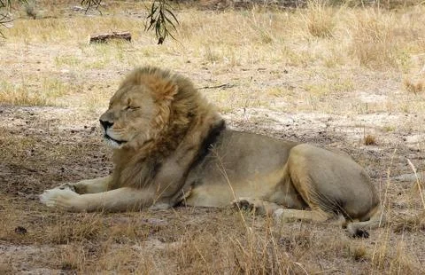 Lion lying under a tree Stock Photos