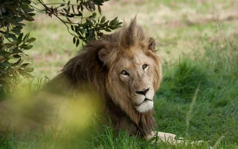 Lion lying under a tree, South Africa Stock Photos