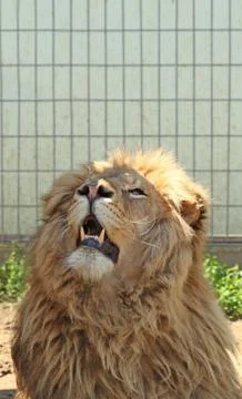 Lion lying in the zoo Stock Photos