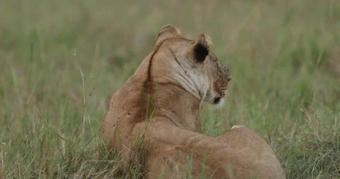 Lion in the Maasai Mara Stock Footage 137340913