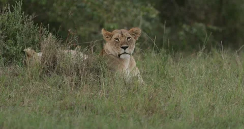 Lion in the Maasai Mara Stock Footage 137345877
