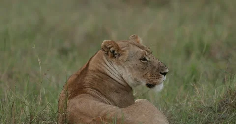 Lion in the Maasai Mara Stock Footage 137356207