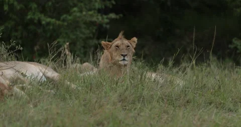 Lion in the Maasai Mara Stock Footage 137358247