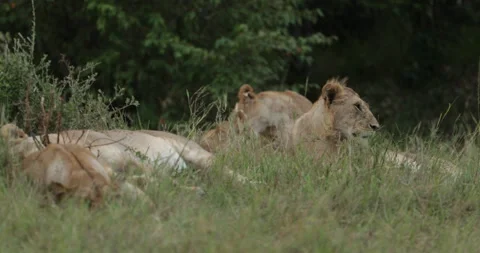 Lion in the Maasai Mara Stock Footage 137360737