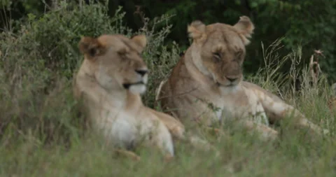 Lion in the Maasai Mara Stock Footage 137363089