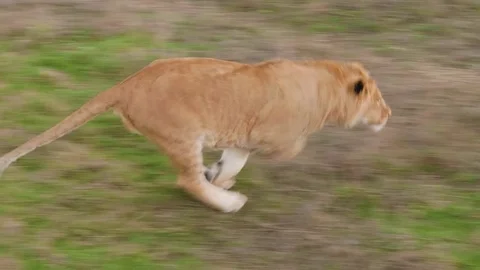 Lion male notices prey and runs. Wildlife hunting. Dry grass on background. Stock Footage