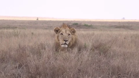 Lion, male young Lion. Savannah, Serengeti, Tanzania Stock Footage
