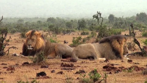 Lion Males in the Rain Stock Footage 69766483