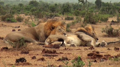 Lion Males in the Rain Stock Footage 70051745