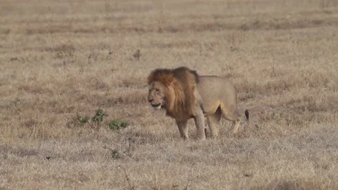 Lion marking his territory by digging in the ground with his legs Video stock 160541772