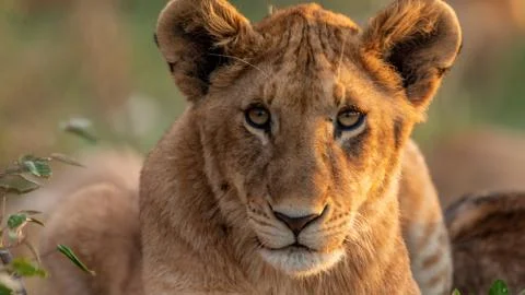 Lion in Masaï Mara Stock Photos