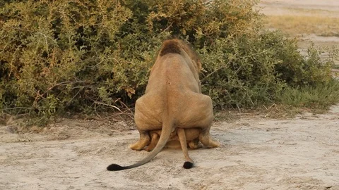 Lion mating Stock-Footage 119282041
