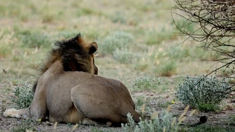 LION MOCK HUNT Stock Footage 104865916