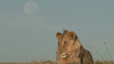 A lion with moon in the background Stock Footage 27827049
