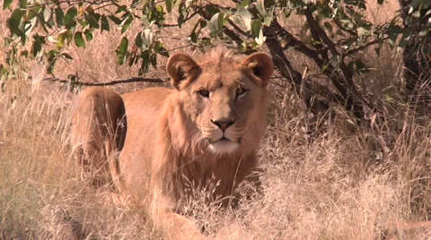 Lion in the Mopane bush Stock Footage 50392341
