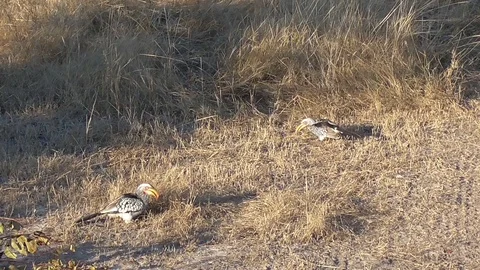 Lion in moremi in botswana Stock Footage 96290359