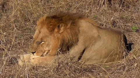 Lion in moremi in botswana Stock Footage 96291016