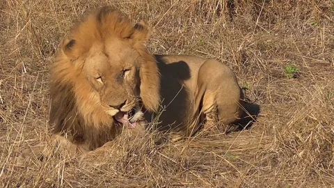 Lion in moremi in botswana Stock Footage 96291306