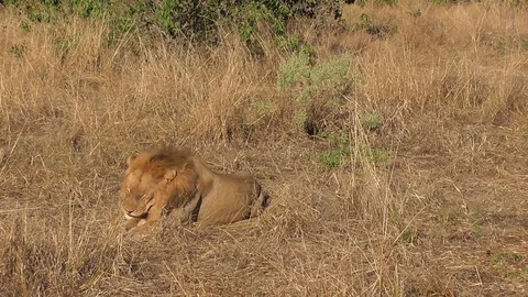 Lion in moremi in botswana Stock Footage 96291572