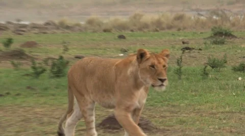 Lion mother Stock Footage