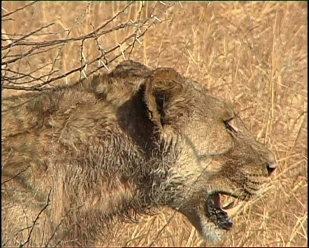 Lion on the move Видео 728211