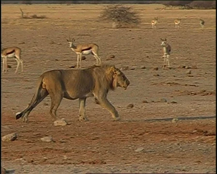 Lion on the move 库存影片 728338