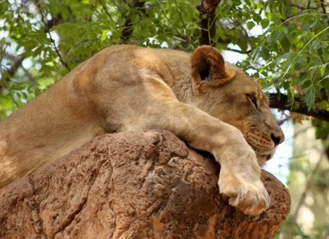 Lion nap Stock Photos