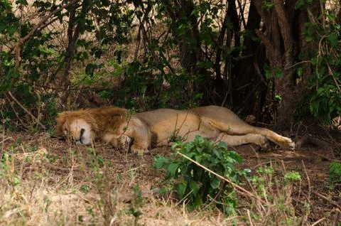 Lion napping 스톡 사진