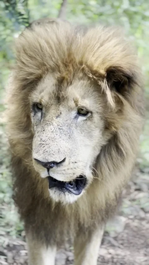 A Lion In A Natural Setting Video stock 289481563