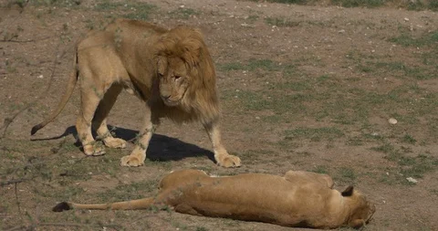 Lion next to the lioness Stock Footage 91400677