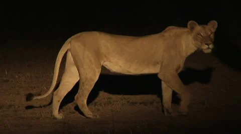 Lion at night Stock Footage 10811251