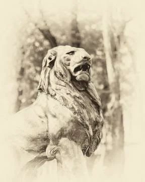 Lion old. Stock Photos