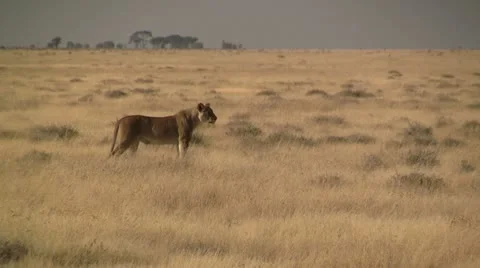 Lion in open plain Stock Footage 11974594
