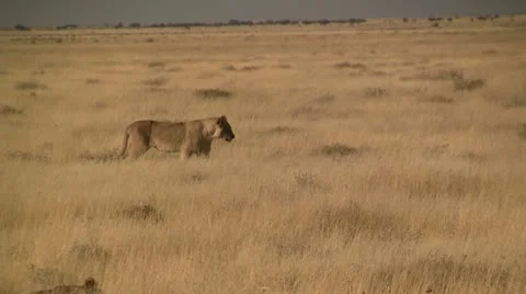 Lion in the open savannah Video stock 12165798