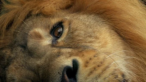 Lion Opens Eye Closeup Stock Footage