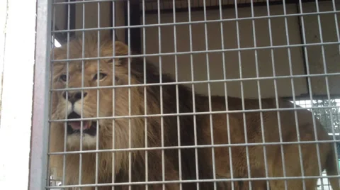 Lion pacing in small cage Stock Footage 36961810