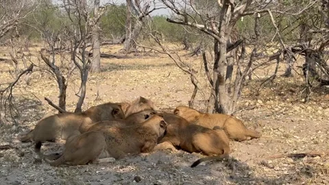 Lion pack (Panthera Leo) eats on a kill, pack eats captured buffalo, Moremi Game Stock Footage 322696553