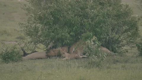 Lion pack rests under bush during the heat of the midday. Stock Footage 156464604