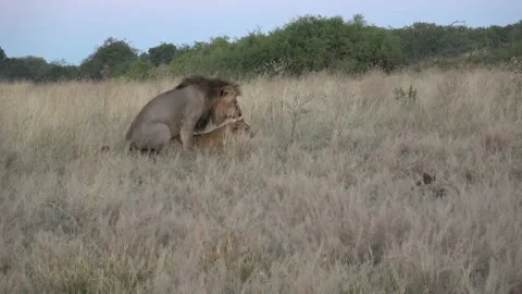  Lion pair in active mating with subtle repositioning — Part 3 Stock Footage 321603401