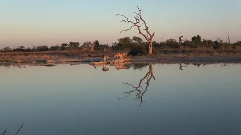 Lion pair and dead tree reflection at calm Savuti waterhole Part 2 스톡 동영상 322064688
