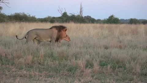 Lion pair approaches feeding lioness, cubs and jackals at carcass — Part 15 Stock Footage 321603653