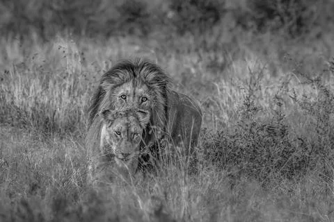 Lion pair marching on Stock Photos