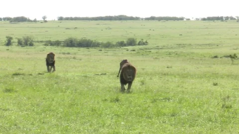 LION PAIR ON THE RUN Video stock 90962362