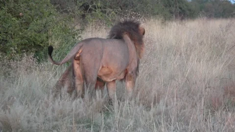 Lion pair waits while lioness urinates, jackal passes by — Part 14 Vidéo 321603658