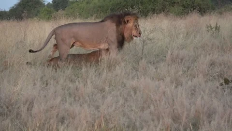 Lion pair walks side by side after mating — Part 10 Stock Footage 321603517