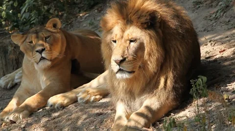 Lion (Panthera Leo), Big Cat Relaxing, Felidae, Wildcat, Predator, The King 動画素材 8607947
