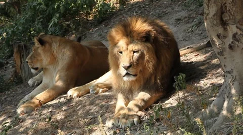 Lion (Panthera Leo), Big Cat Relaxing, Felidae, Wildcat, Predator, The King Stockbeeldmateriaal 8607997