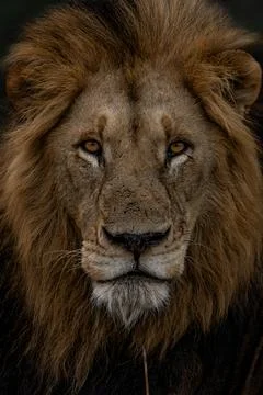 Lion, Panthera leo, Dramatic close-up portrait of a male lion facing forwar.. 스톡 사진