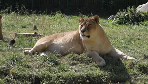Lion, Panthera leo Video stock 10559512