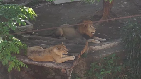 Lion (Panthera leo) Video stock 296122371